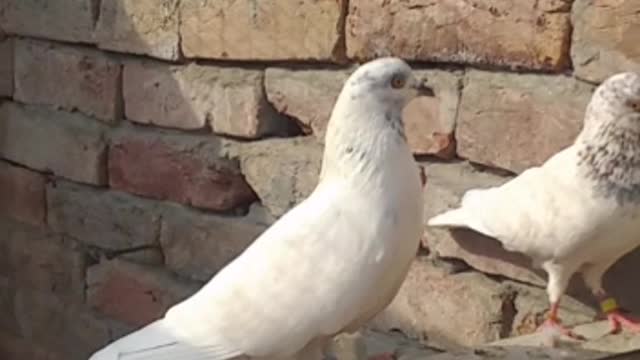 Pigeon Actions