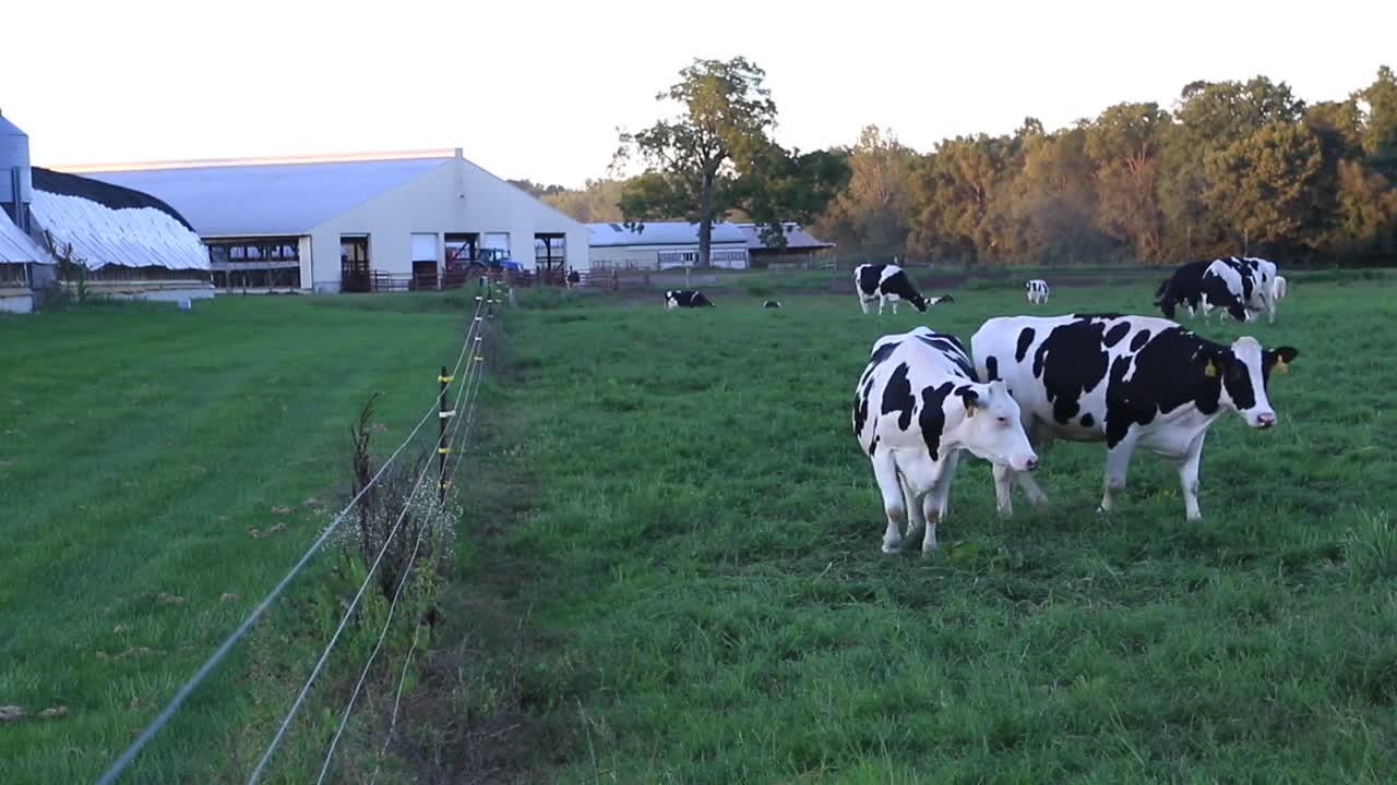 Cows in a Field Eating Grass