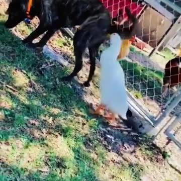 Animals very funny 😂🤣🤣