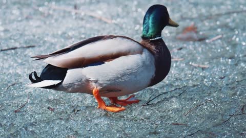 The mallard Anas platyrhynchos is a dabbling duck