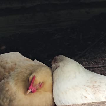 OMC! Whitey and Red#4 adorably napping together in the dirt bathhouse!
