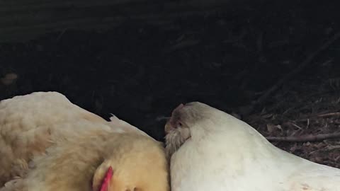 OMC! Whitey and Red#4 adorably napping together in the dirt bathhouse!