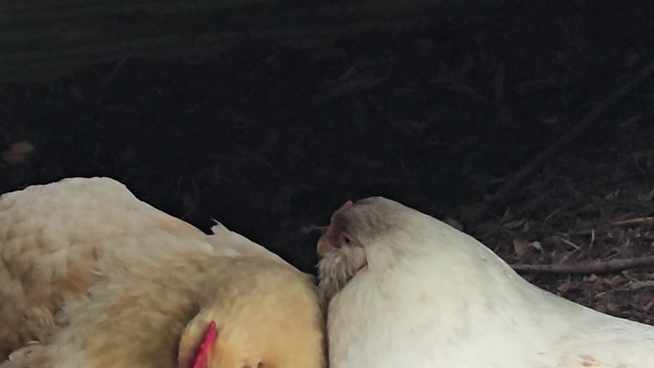 OMC! Whitey and Red#4 adorably napping together in the dirt bathhouse!