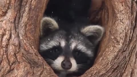 Like me Cute Baby Animals