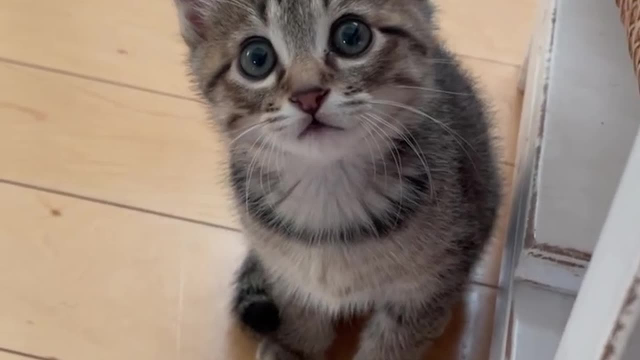 Baby cat funny video moment