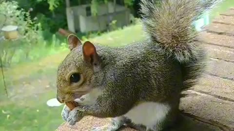 Mika The Squirrel 🐿️❤️ I had a delightful visit from Mika, a charming squirrel 🐿️