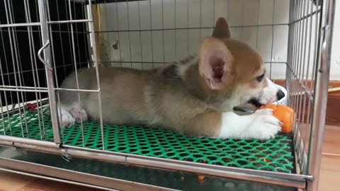 Corgi Puppy Blink