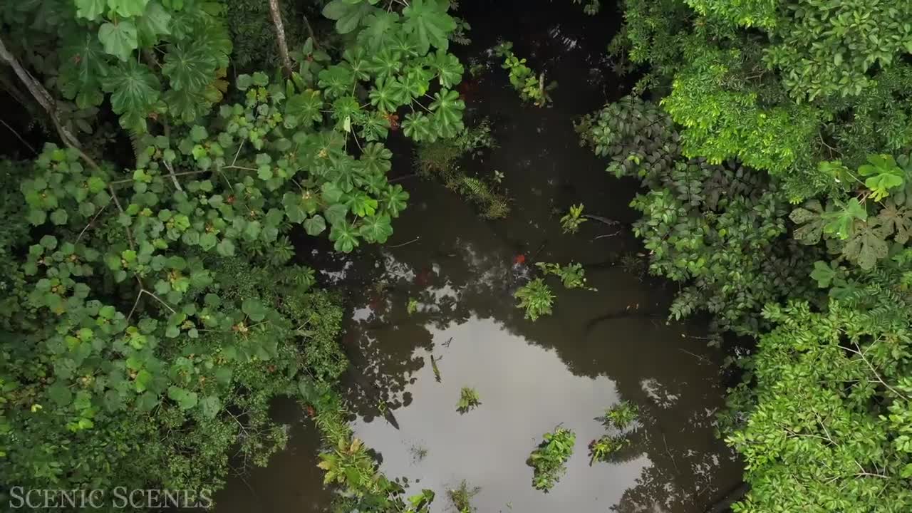 Amazon 4K | The World’s Largest Tropical Rainforest | Jungle Sounds Scenic Relaxation Film