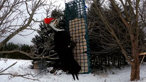 Gigantic woodpecker captured by camera by bird feeder