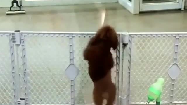 See if I can dance well