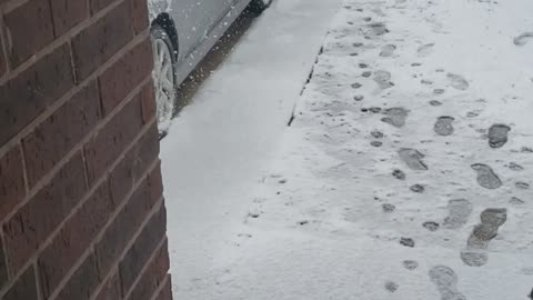 snow on fur