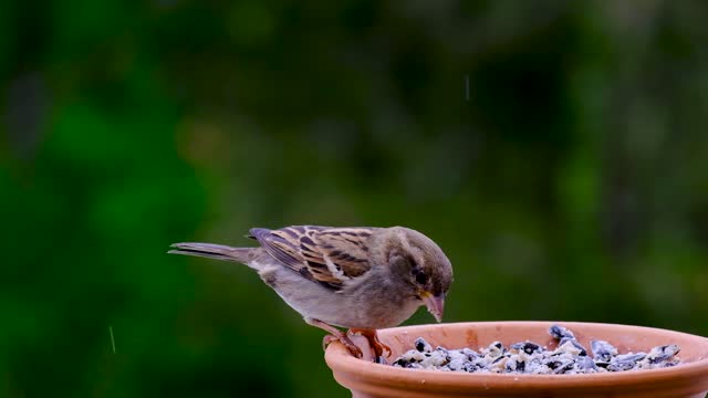 Eating Bird CopyWrite free Video || No Sound Video || Reusable Video || Relxation Video