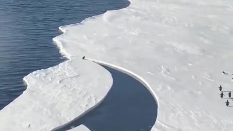 Penguin leaps to safety as ice breaks