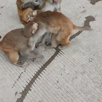 Two Monkey Fight in Jungle