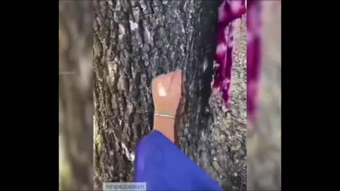 Cameras in the trees