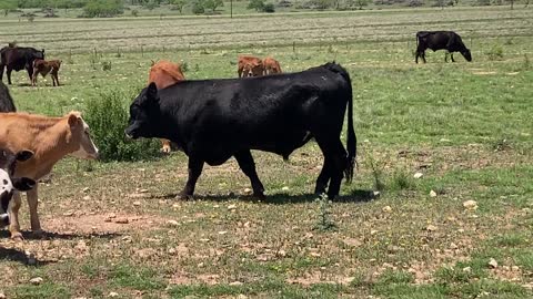 80- Angus/Angus plus pair.