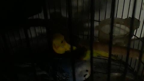 Double bird in cage