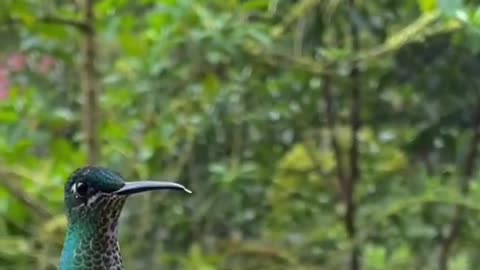 Video of two kingfisher birds drinking water