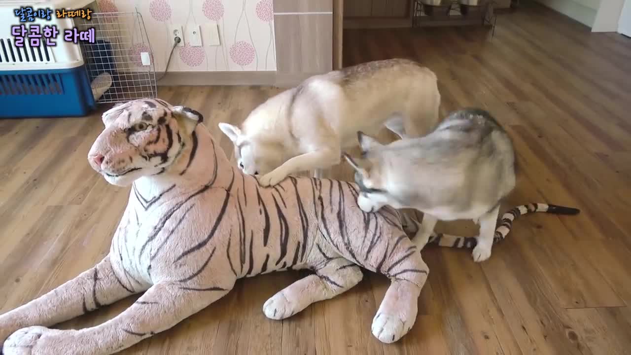 Tiger 🐯 waiting in room