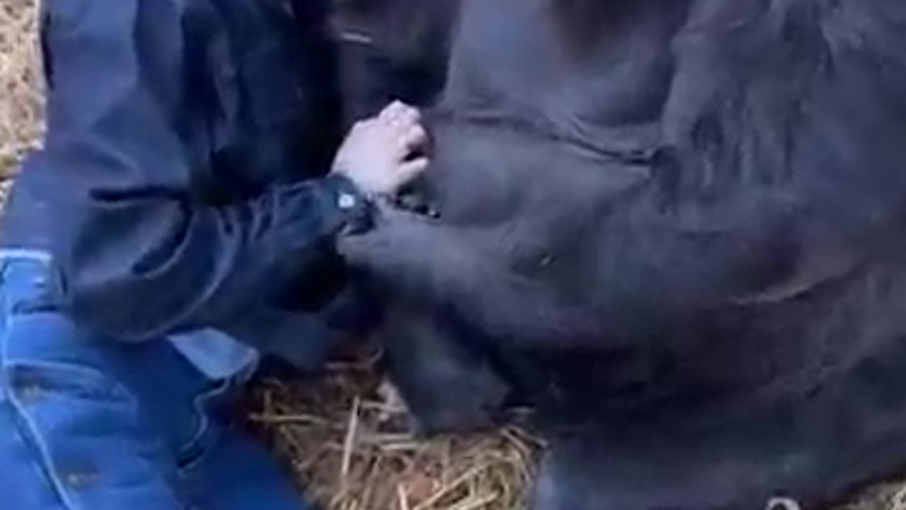 Woman is hanging out with Silverback Gorillas at her sanctuary!