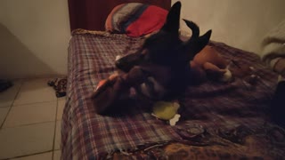 THE RIPPER DOG BREAKS HIS OWN NEW TOYS