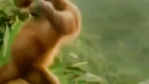 Come and see the monkey dance