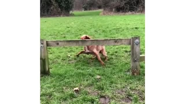 Collab copyright protection - girl runs grass brown dog hits gate