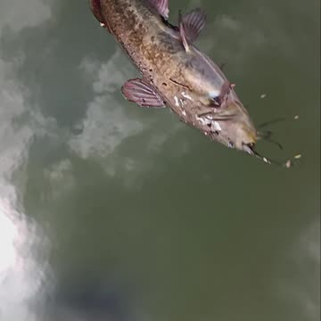 Bullhead catfish