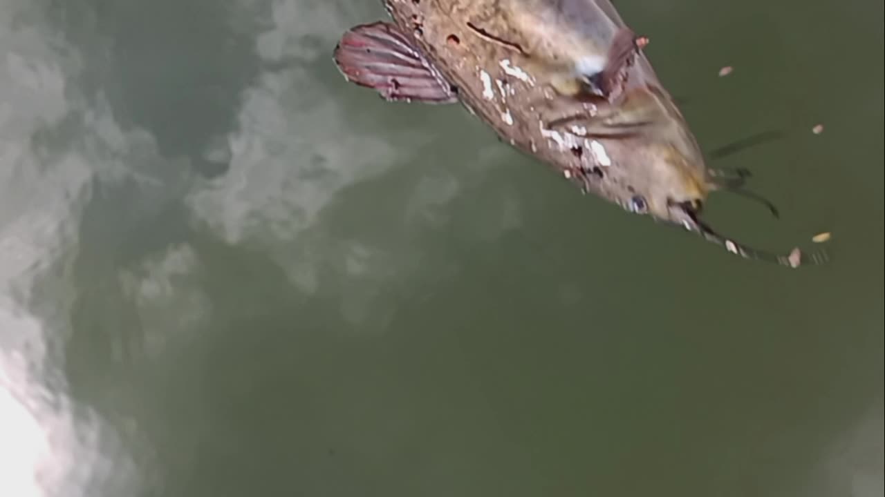 Bullhead catfish