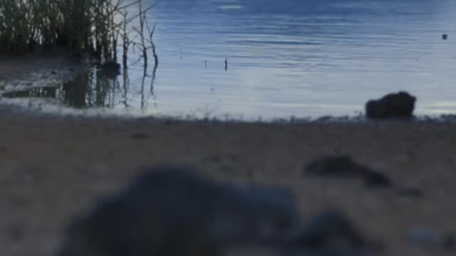 Shore of a calm lake with sand, grass and rocks