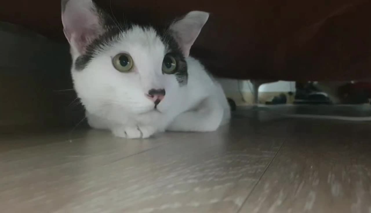Curious king cat😽