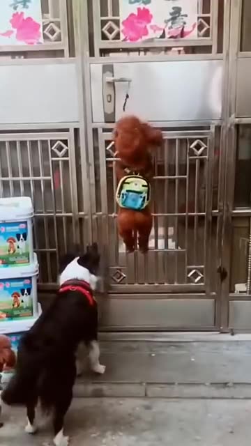 Funny Dog Videos