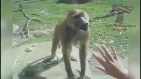 Crazy Funny animals videos