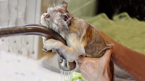 Cat's just dont want to bathe 🤣 Funny cat bathing compilation