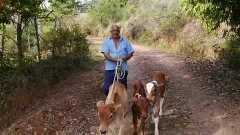 walk with three calves