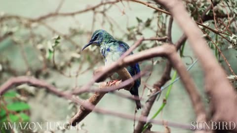 Sunbird: Mesmerizing Amazon Jungle Footage 🌞 | Must-See Bird 🐦