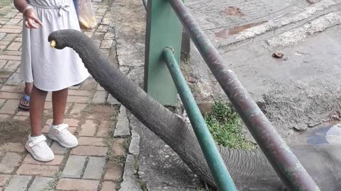 Feeding elephant