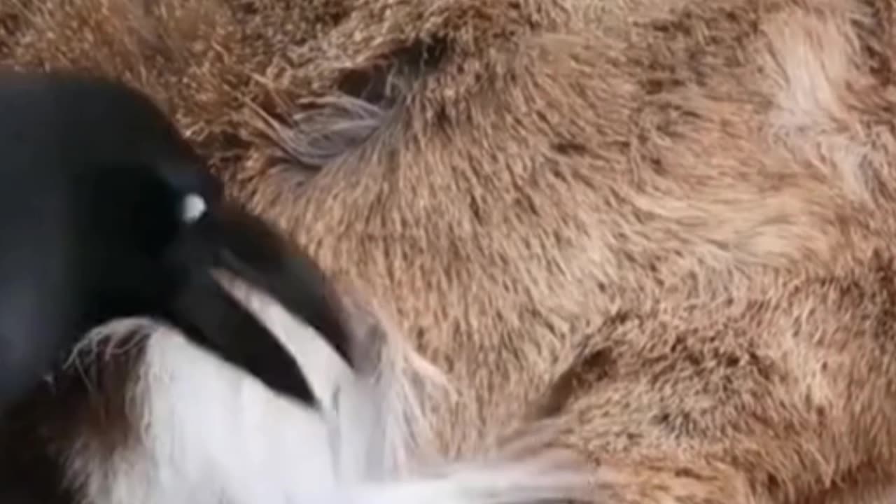 Who needs a barber?