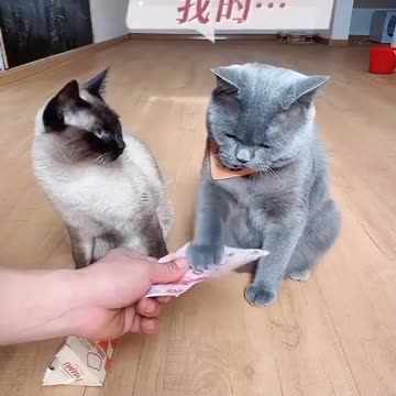 So cute cat 😆🥰 |Funny animal videos| try not to laugh