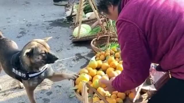 Poor women with dog most lovely dog's