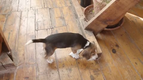 Funny animal 🤣😀