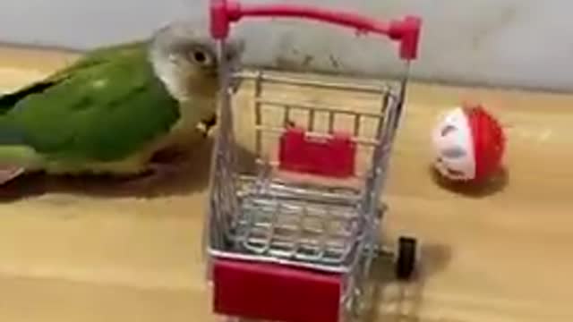 Cut Baby Smart Parrot Video #shorts