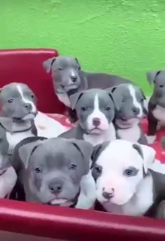 CACHORROS ENGRAÇADOS E FOFOS / DOG FUNNY/ Funniest Animals #shorts