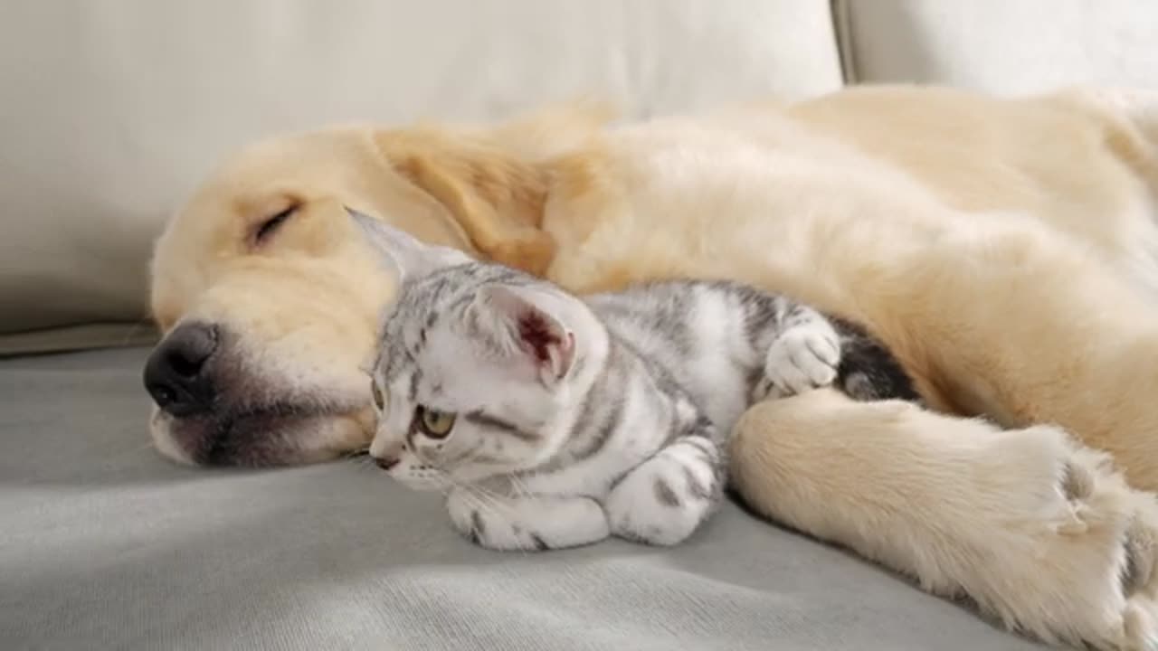 When Your Kitten Can't Deny His Love For Dog