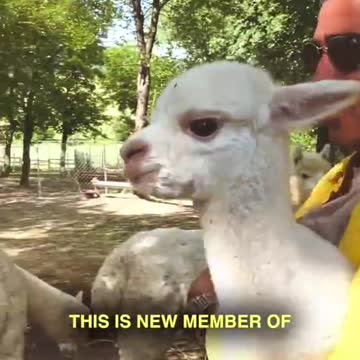 A Cute Moment - #Sadhguru with Alpacas | #Shorts