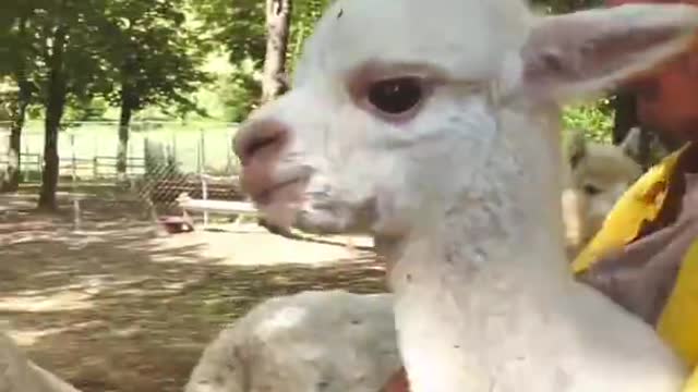 A Cute Moment - #Sadhguru with Alpacas | #Shorts