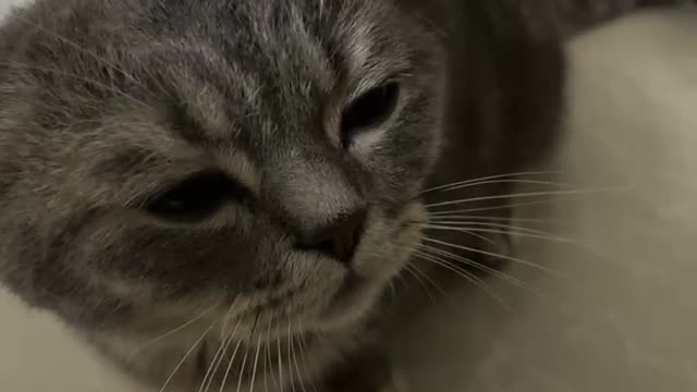 The cat enjoys being touched on the head by its owner