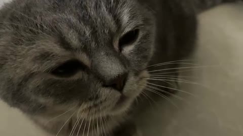 The cat enjoys being touched on the head by its owner