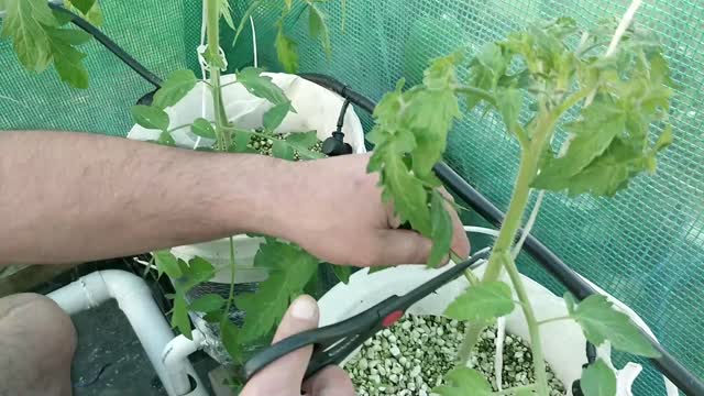 Tomatoes First Prune 16-09-2022