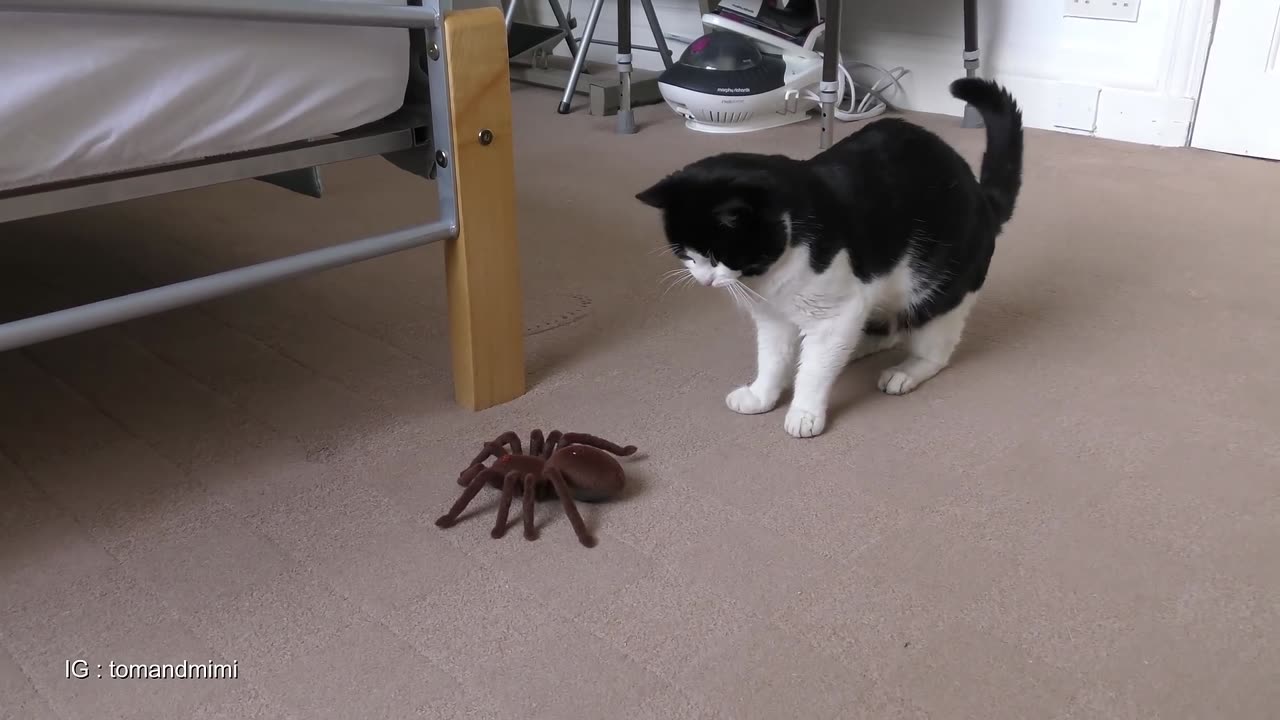 Cat Vs Giant Spider (Tarantula) RC